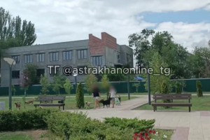 Астраханцы пожаловались на стаю агрессивных собак в парке ГРЭС