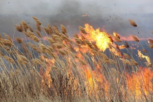 За сутки в Астраханской области выгорели сотни «квадратов» сухостоя
