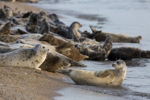 Состояние критическое: ученые пытаются спасти популяцию каспийского тюленя