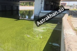 В Астрахани вода в каналах пугает туристов