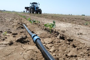 Минсельхоз назвал Астраханскую область в числе лидеров по производству овощей