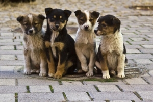 Астраханцы смогут помочь бездомным животным 11 октября
