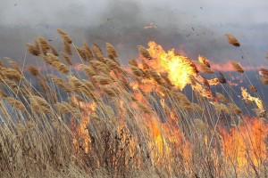 В Астрахани пожарные тушат горящий камыш