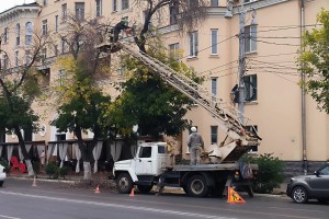 В Астрахани приводят в порядок деревья