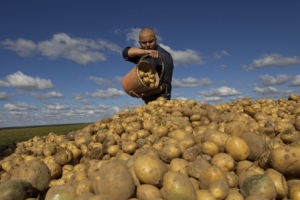 В Астраханской области выберут лучшего сборщика картофеля