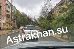 Сухое дерево в Астрахани может упасть на дорогу