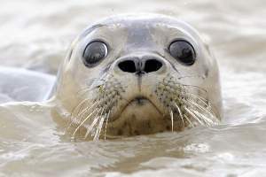 Каспийские тюлени под угрозой исчезновения