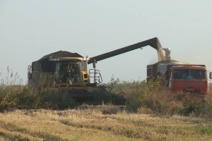 В Астраханской области растут объемы выращенного риса