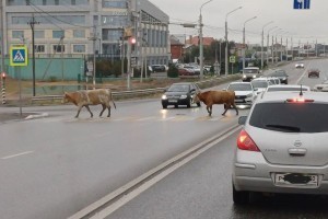 В Астрахани на проезжей части коровы соблюдают ПДД