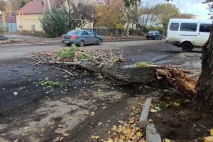 В Астрахани дерево упало и&#160;перегородило дорогу