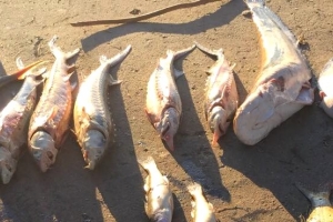 В Каспийском море астраханские полицейские задержали браконьеров