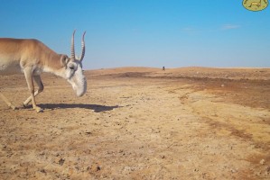 Редкие антилопы в Астраханской области отрастили носы и не только