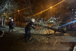 В Астрахани на дорогу рухнуло дерево