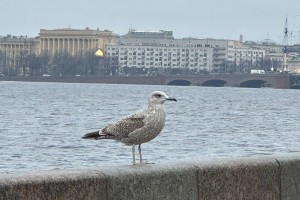 &#171;Как дома&#187;: чем Астрахань похожа на Санкт-Петербург?