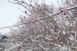 На Астраханскую область движется мокрый снег