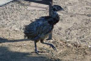 В Астраханской области в естественную среду выпустили 500 фазанов