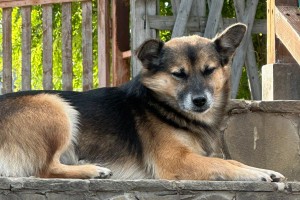 Стало известно, сколько бездомных собак проживает в Астраханской области