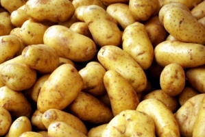 Астраханка за полчаса собрала более 600 кг картофеля