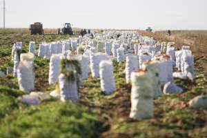 Астраханские земледельцы с начала года собрали более миллиона тонн овощей