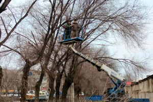 В выходные дни астраханские коммунальщики занимаются опиловкой деревьев