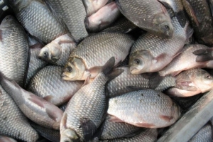 В Астраханской области рыбу скупают у рыбаков в обход рыбодобывающих компаний