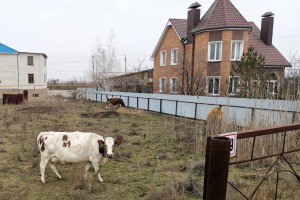 В Астраханской области установили карантин по опасной болезни