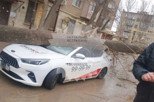 В Астрахани огромное дерево свалилось на машину