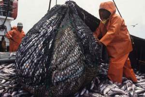 Проблемы рыбной отрасли Астраханской области