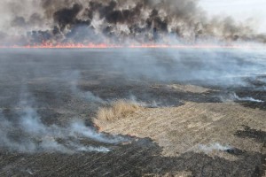 Астраханцам рассказали, кто виноват в пожарах в местном заповеднике