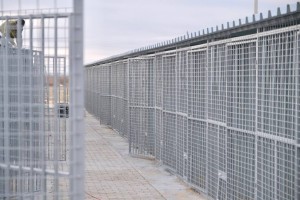 В Астраханской области появится новый ПВС для бездомных собак за 58 миллионов рублей