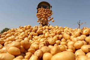 Урожаю овощей в&#160;Астраханской области угрожает дефицит мигрантов