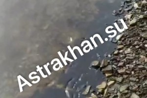 Астраханцы продолжают замечать мазутные пятна на поверхности Волги