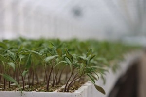 В Астраханской области возводят еще один крупный завод