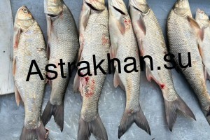 Что в&#160;Астраханской области можно успеть поймать до введения нерестового запрета?
