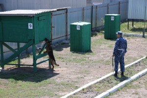В Астрахани служебные собаки соревновались в&#160;мастерстве