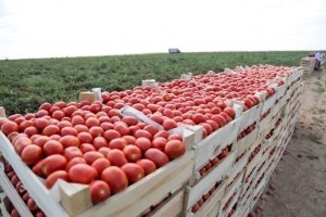 В Астраханской области овощи пострадали от апрельских заморозков