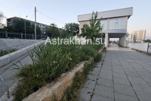 Популярное общественное пространство в Астрахани заросло сорняками