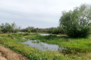 В Астраханской области появилась первая мошка: сколько ее&#160;будет