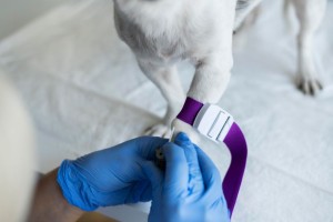 В Астраханской области обнаружили новый случай бешенства