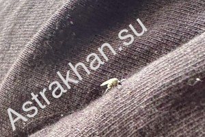 Дешево, но эффективно: что поможет астраханцам от мошки?