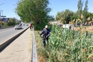 В Астрахани активно выкашивают сухостой