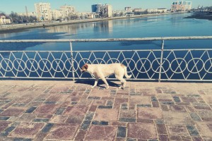 В Астраханской области увеличилось количество бродячих собак