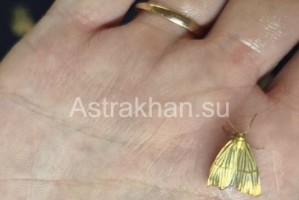 Как украшения: астраханцев удивили необычные золотые мотыльки