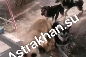 В Астрахани собаки атаковали маму с&#160;ребенком на детской площадке