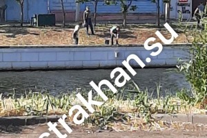 Астраханцы вынуждены своими силами поливать засыхающие деревья в&#160;городе
