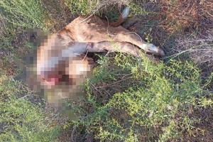 Астраханские собаки совершили очередное зверство