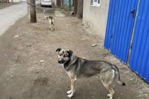 В поселке Володарский стая собак напала на 7‑летнего астраханца