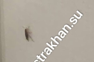 Квартиры астраханцев атакуют тараканы: куда обращаться?