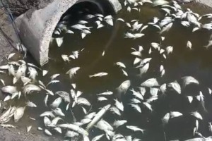 Астраханцы сообщают о&#160;заморе рыбы в&#160;одном из районов области