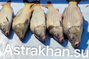 В Астраханской области снимают нерестовый запрет: что ловится?